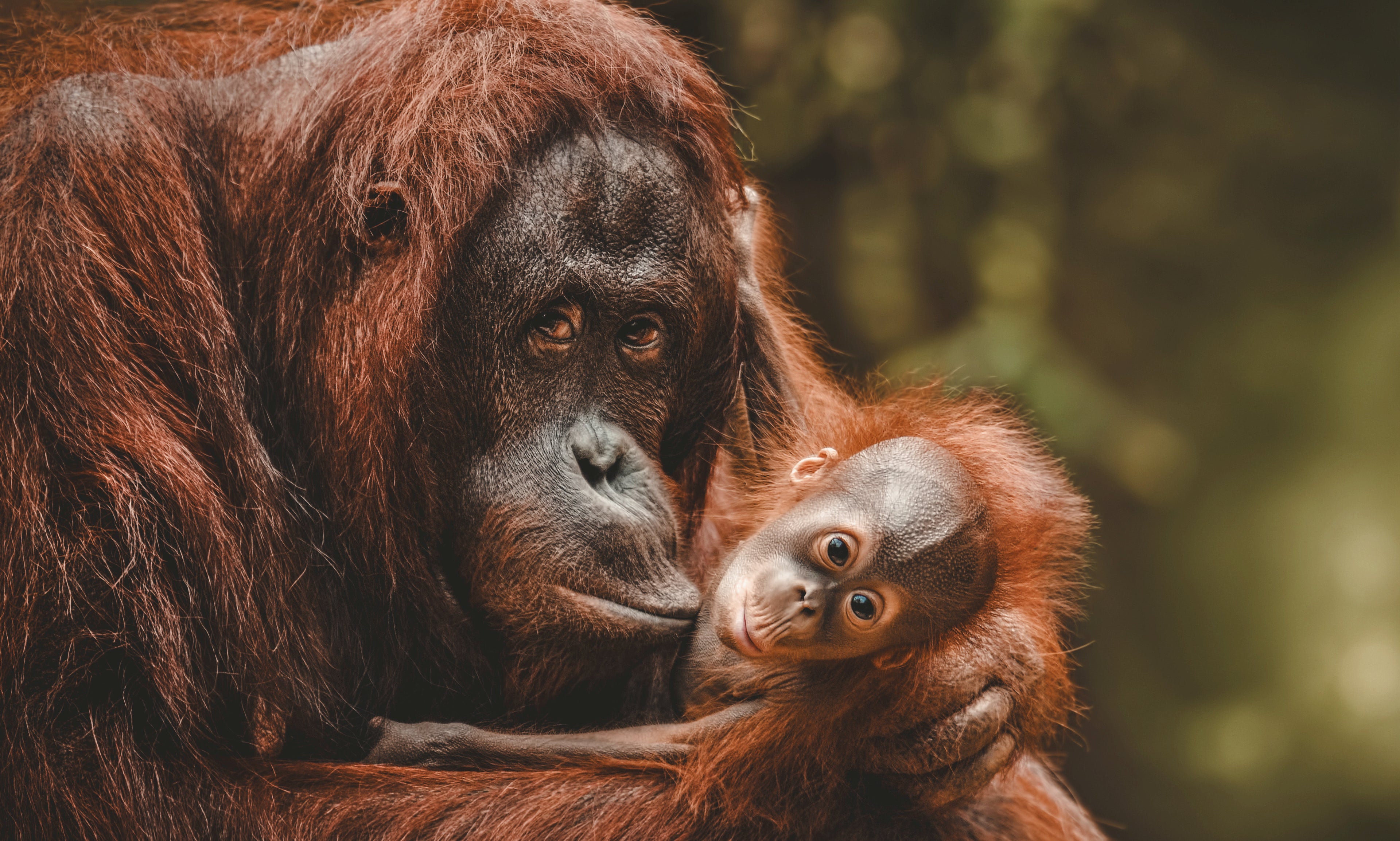 Orangután, aceite de palma