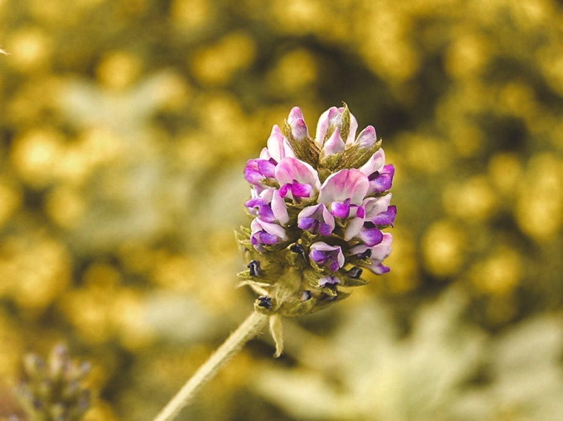 Bakuchiol, bakuchiol tenerife, bakuchiol canarias