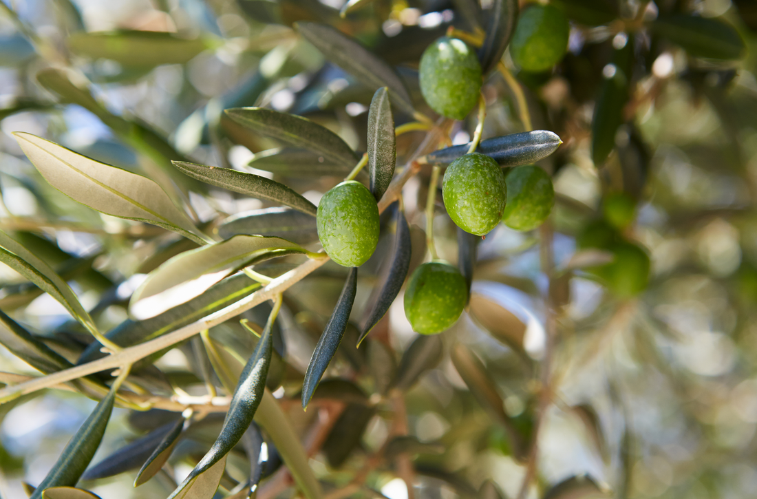 Escualeno: Beneficios y cómo integrarlo en tu rutina