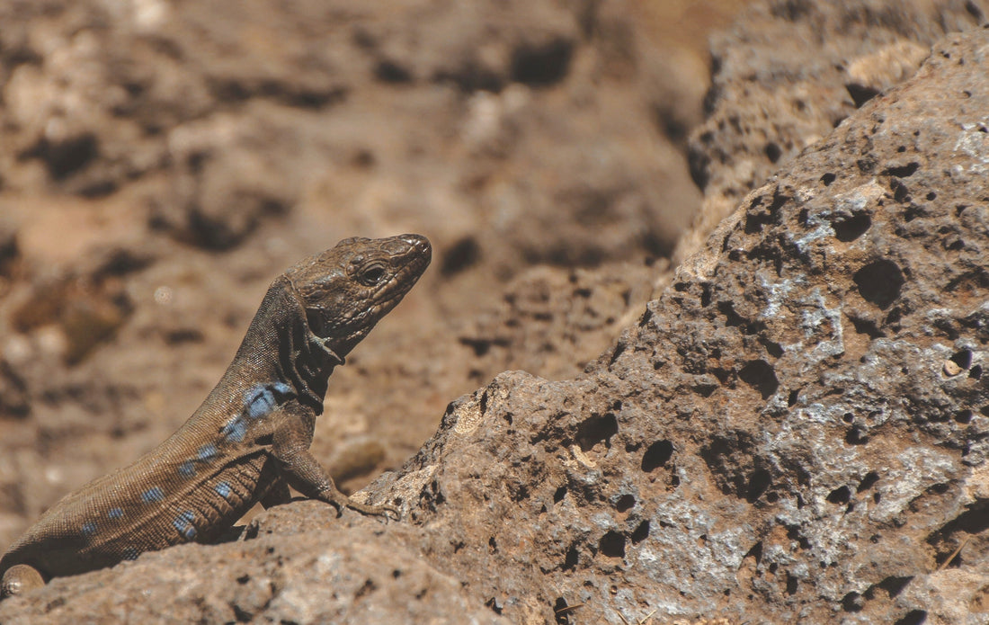 Cosmética natural y biodiversidad, cómo las fórmulas naturales ayudan a proteger la vida del planeta