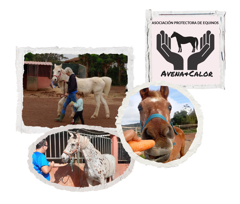 Caballos rescatados por la asociación Avena y Calor en Tenerife
