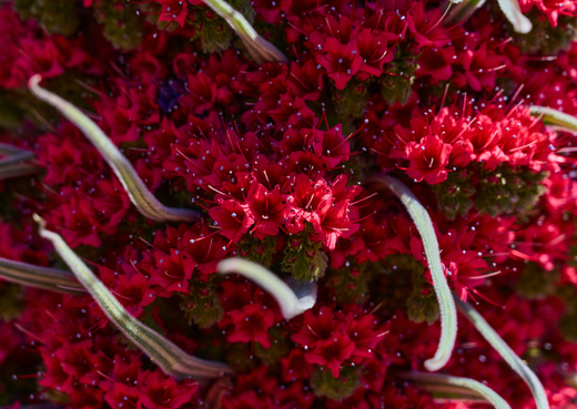 Tajinaste rojo en flor